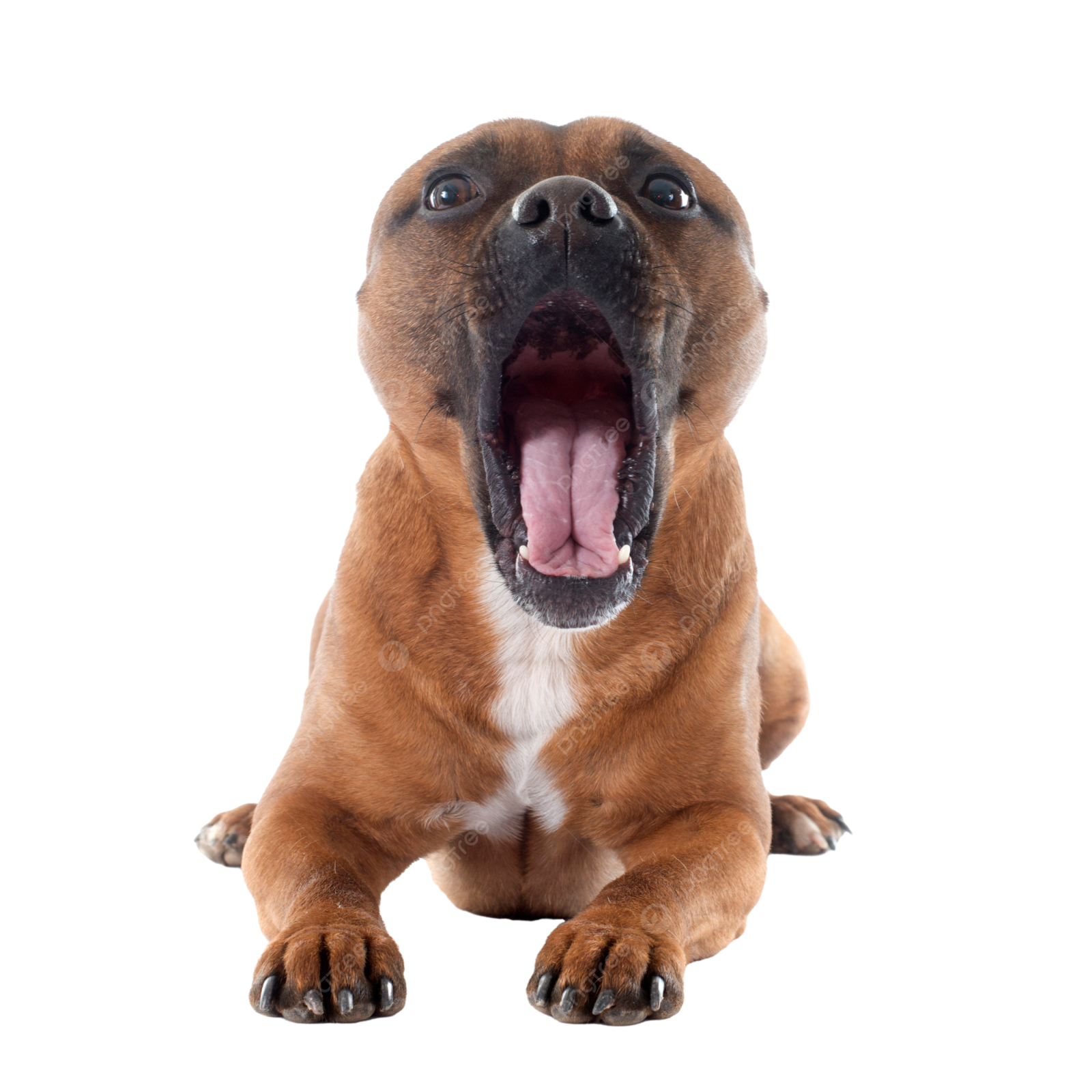 a dog with its mouth open sitting on the floor