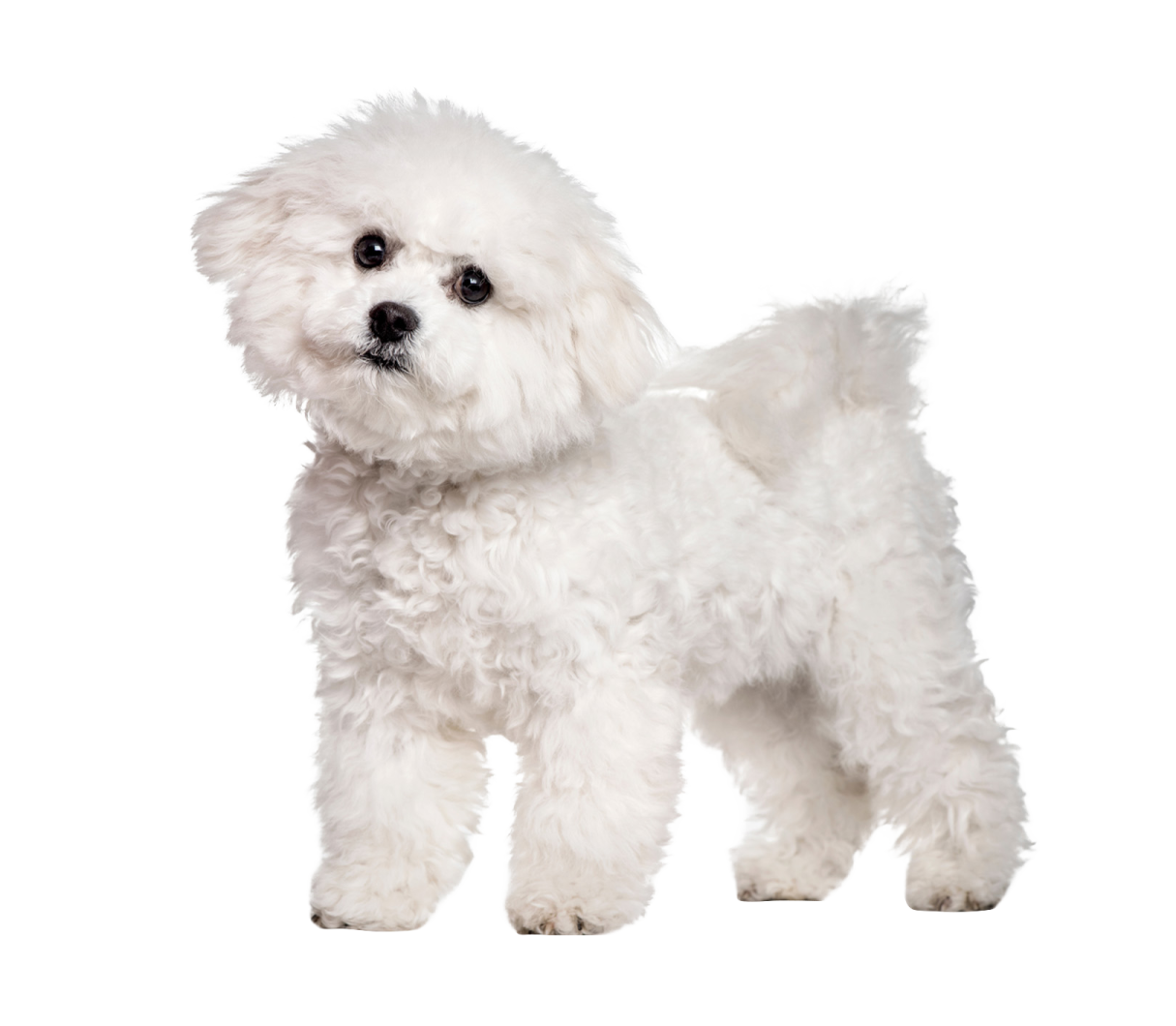 a small white dog standing in front of a white background