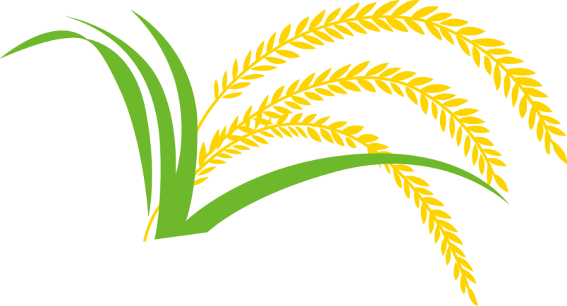 a green and yellow wheat plant