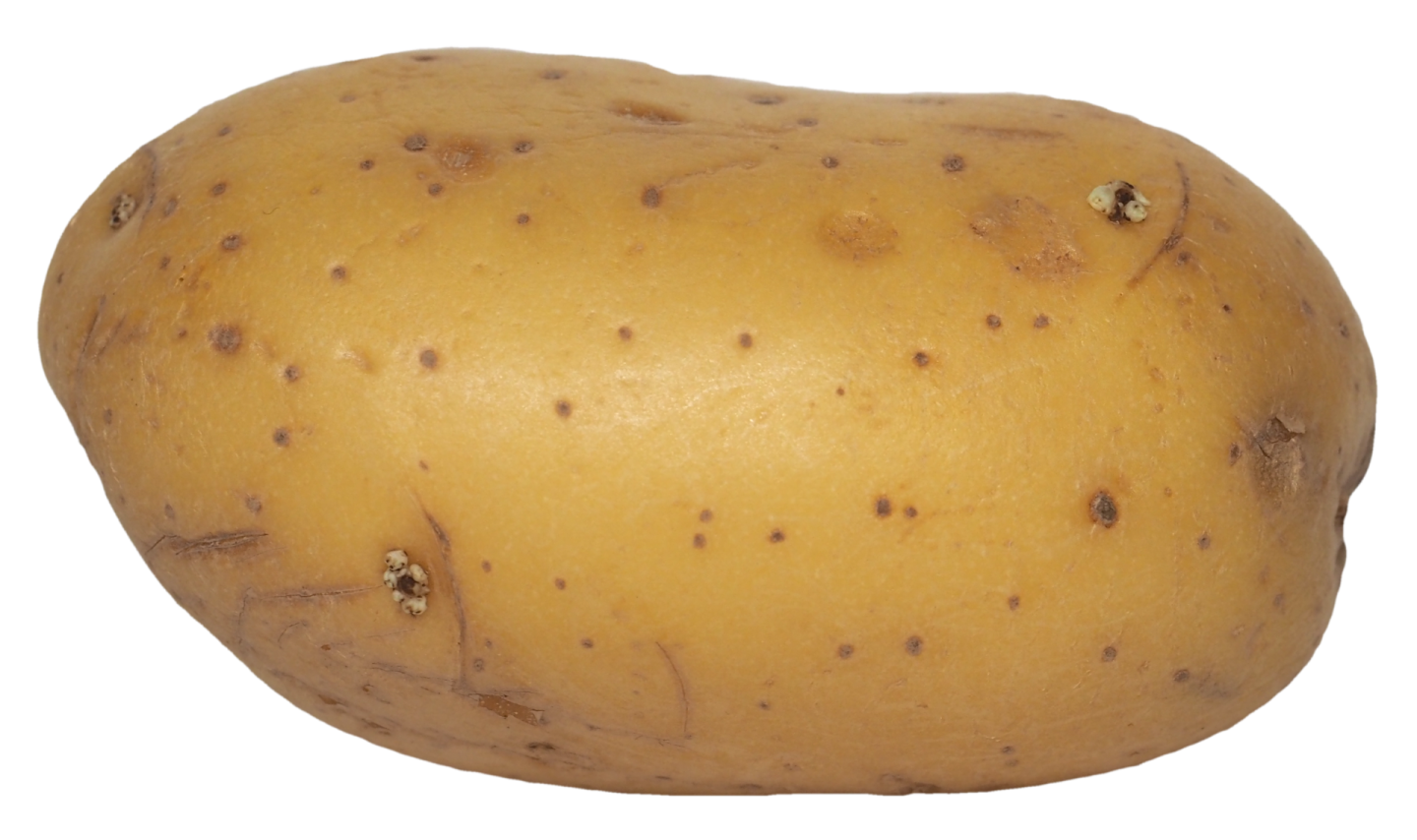 a potato on a white background