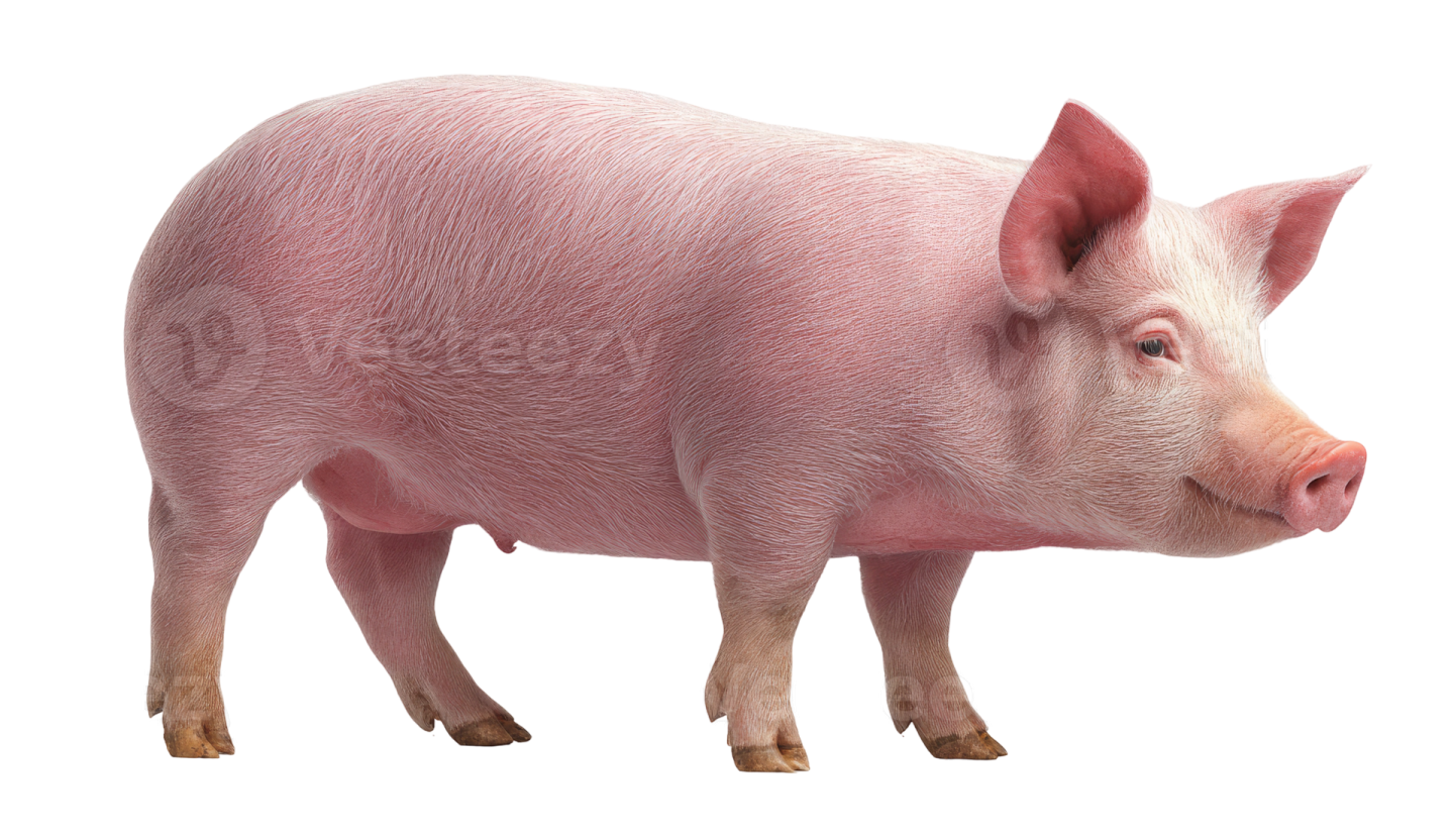 a small pig standing on a white surface