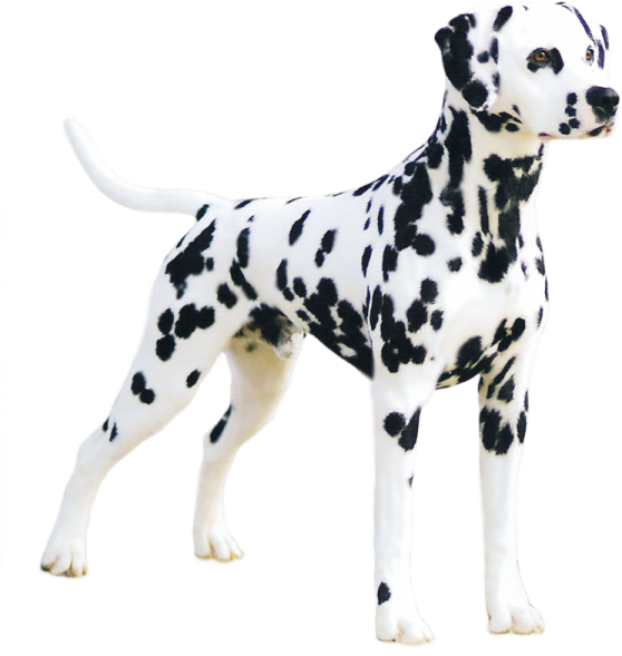 a black and white dog standing in front of a white background