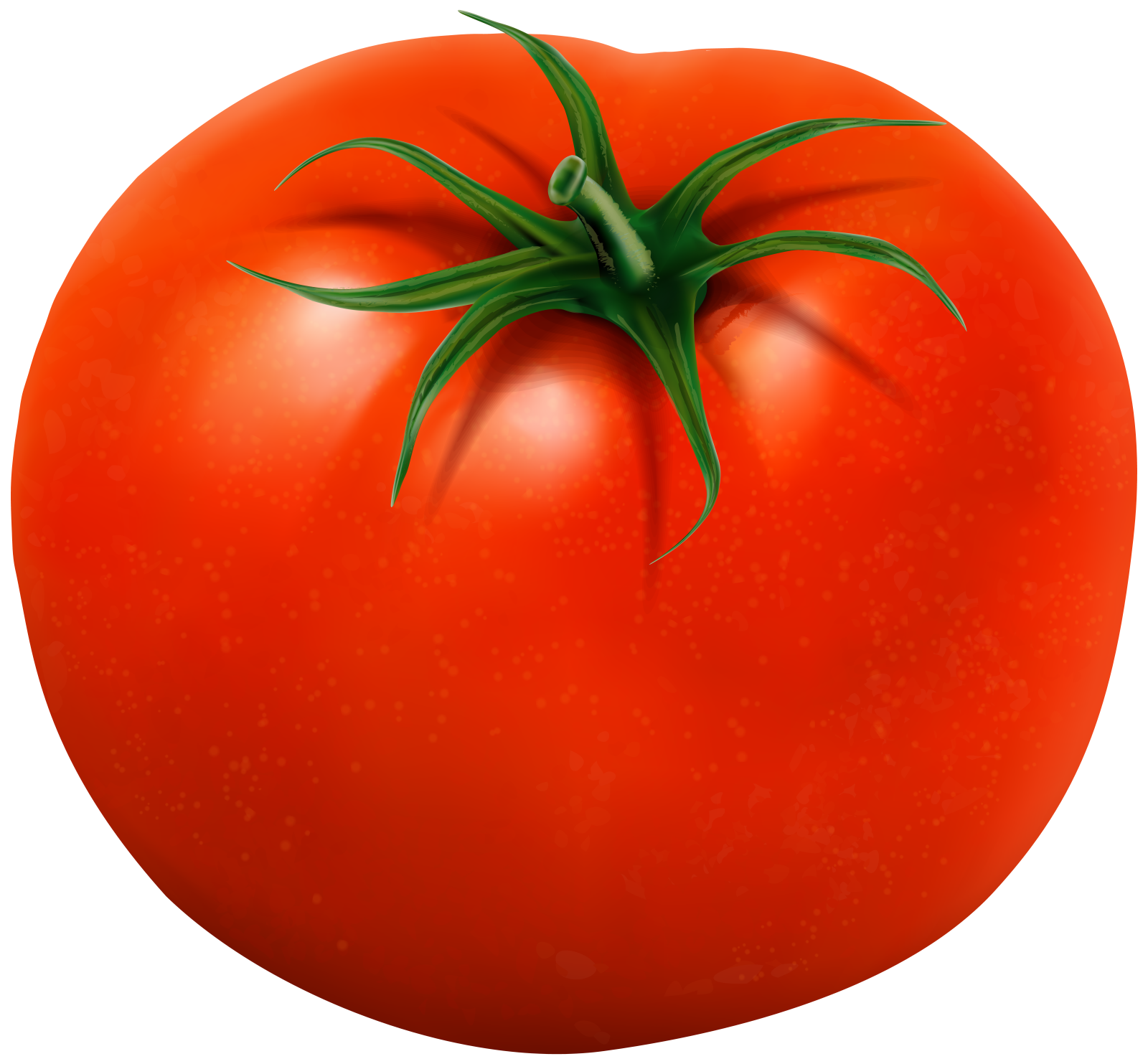 a tomato on a white background