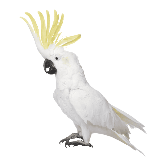 a white parrot with yellow feathers on its head