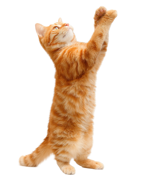 an orange cat standing on its hinds