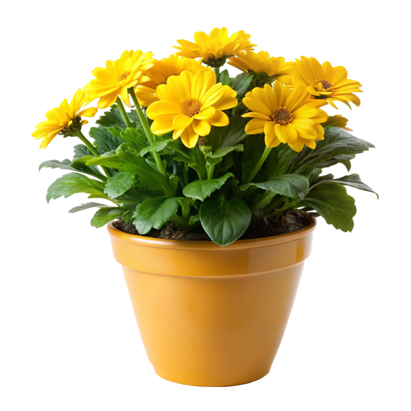 a pot of yellow flowers with green leaves