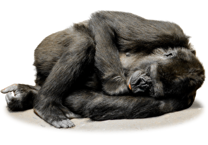 a black bear laying down on the ground