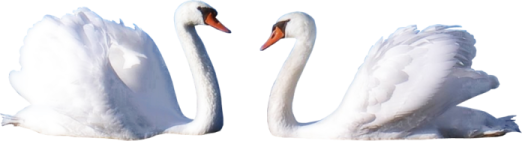 two white swans on a white background