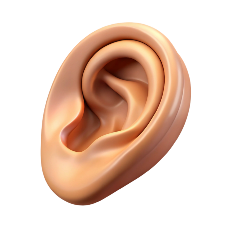 a close up view of the inside of an ear