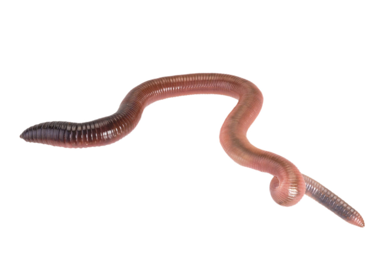 a worm on a white background