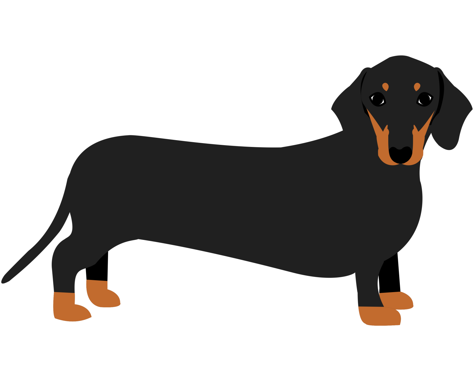 a black and brown dog standing on a white background