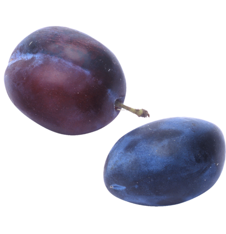 two plums on a white background