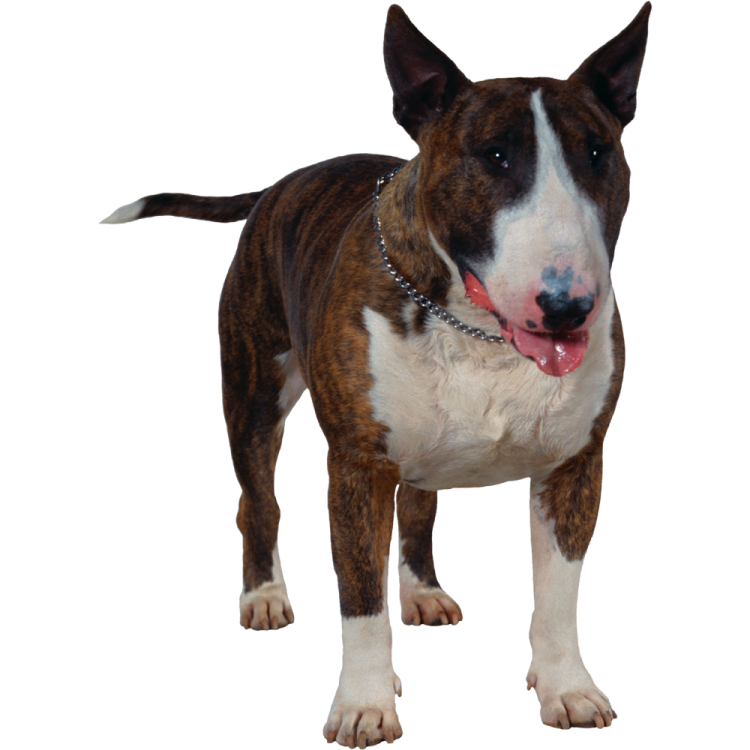 a brown and white dog standing on a white background