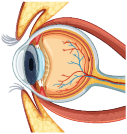 a diagram of the human eye