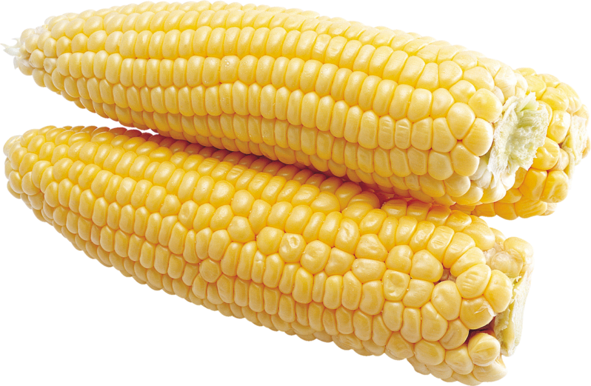 two corns on a white background