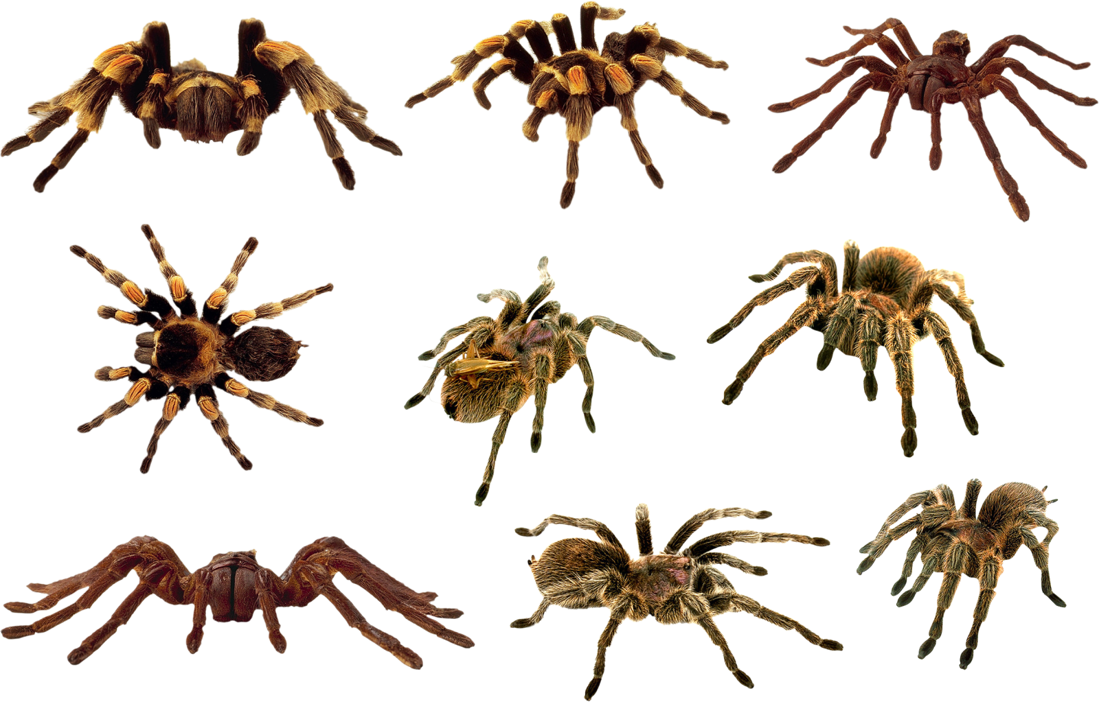 a variety of tara spiders