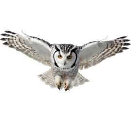 an owl flying in the air with its wings spread