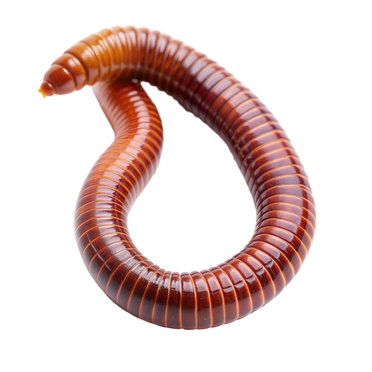 a close up of a worm on white background