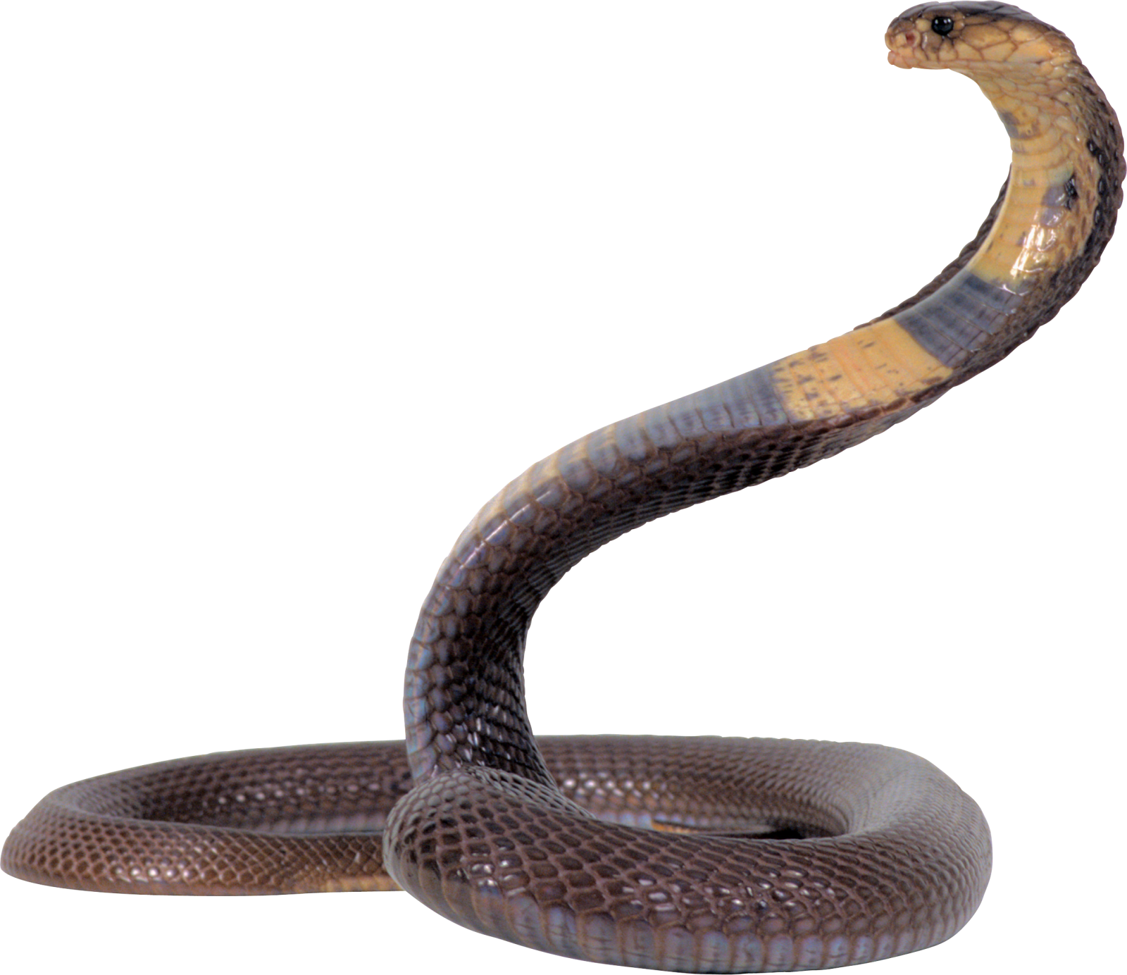 a brown snake on a white background