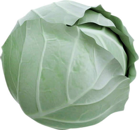 a green cabbage on a white background