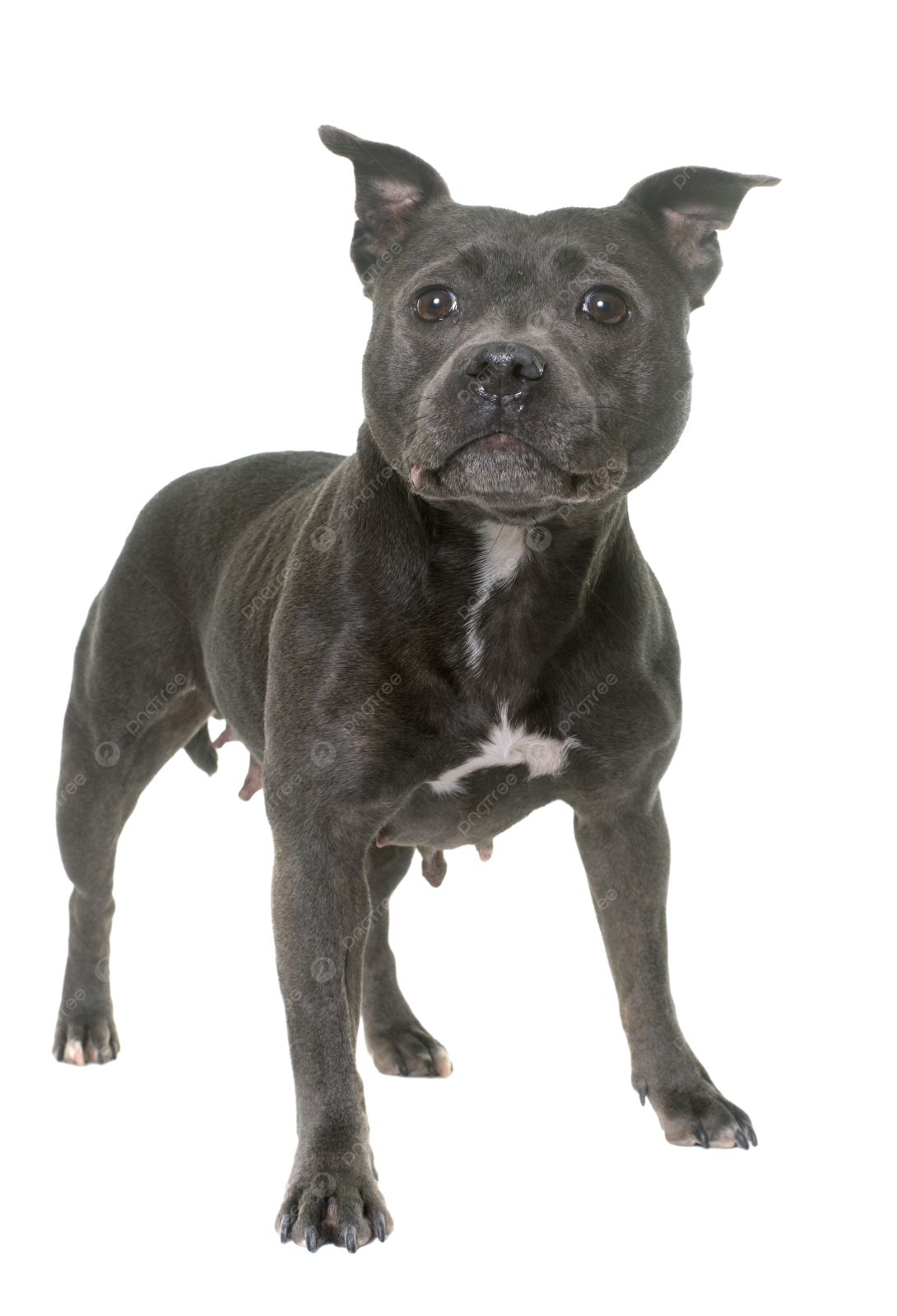 a black and white dog standing on a white background