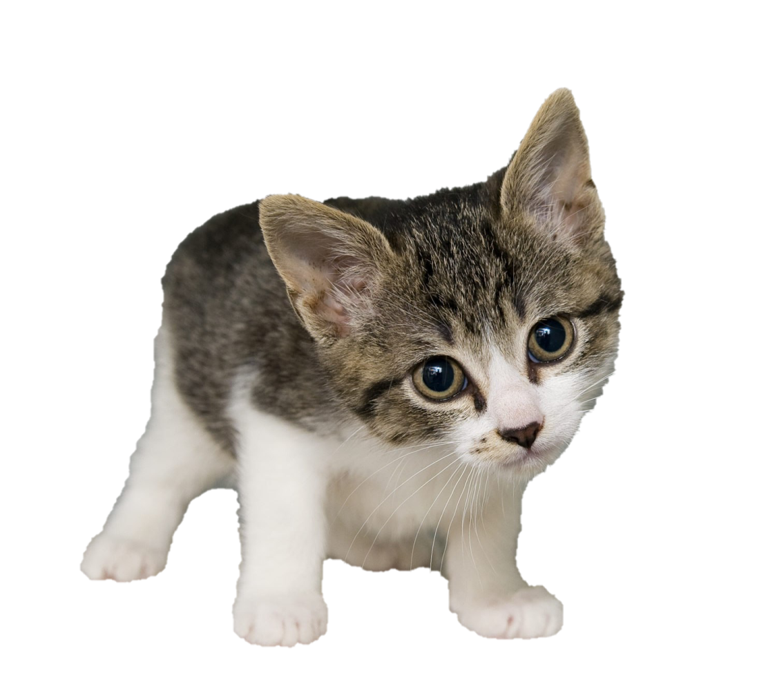 a small kitten with blue eyes on a white background