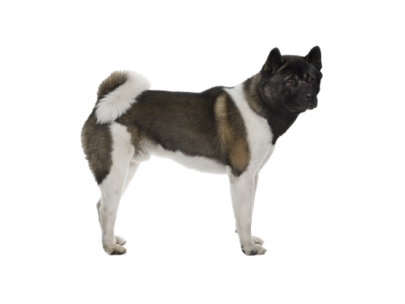 a black and white dog standing in front of a white background