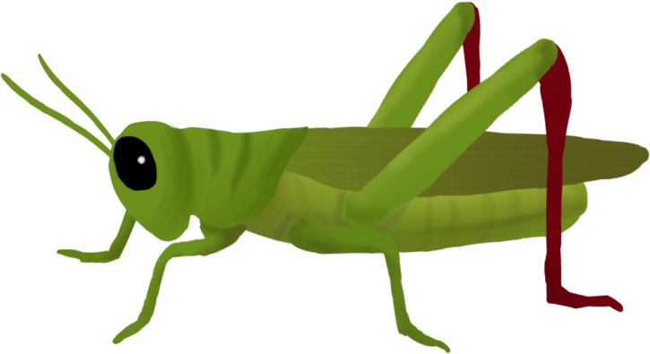 a green grasshopper on a white background