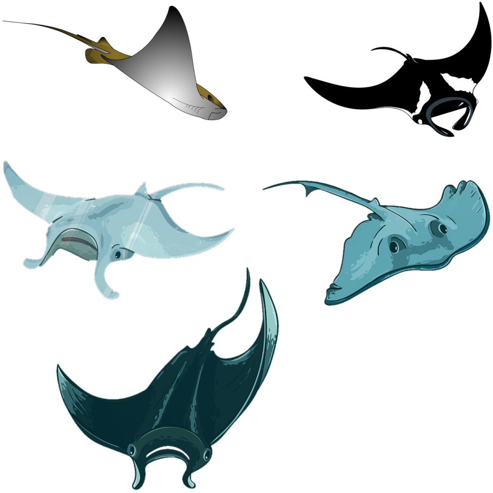 four different types of stings