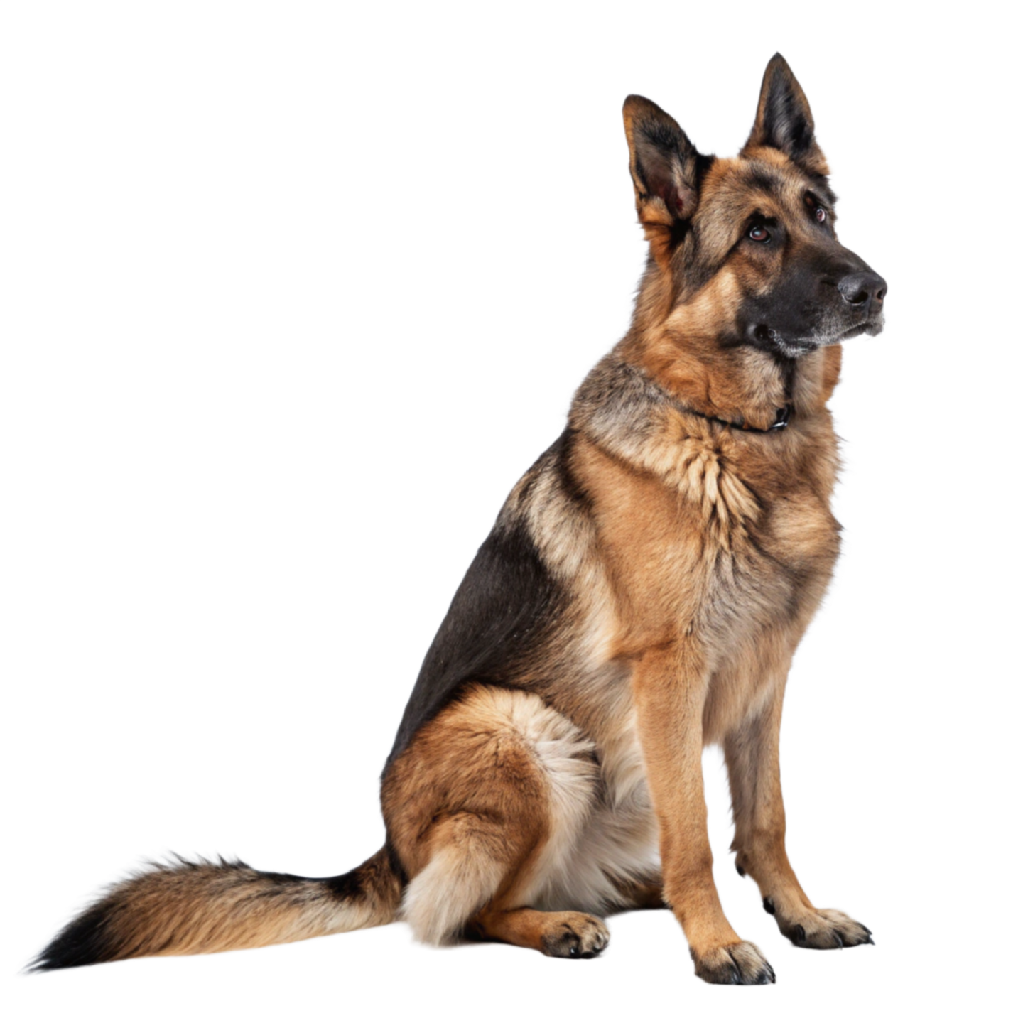 a german shepherd dog sitting on a white background