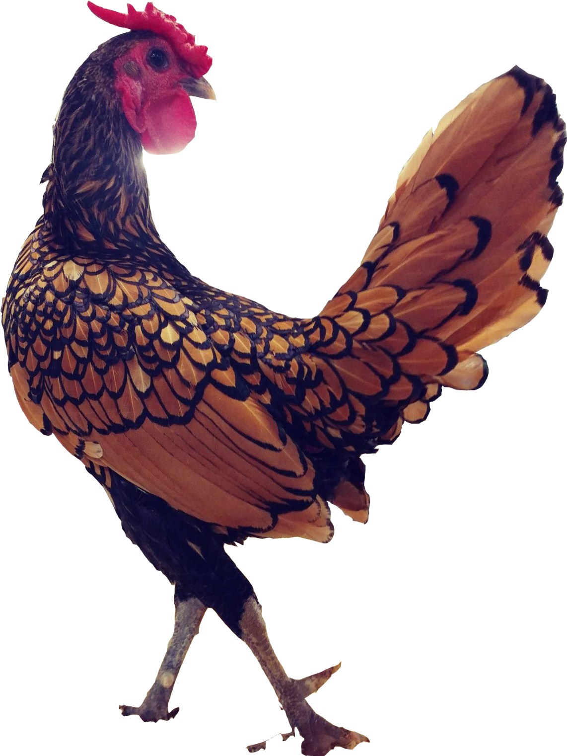 a brown and black rooster standing on a white background