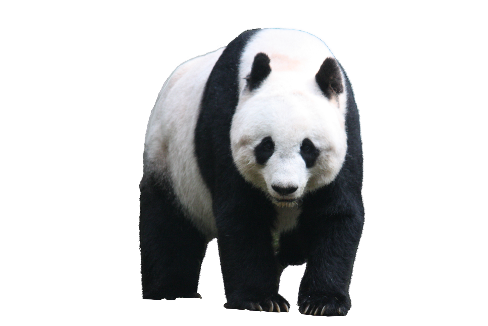 a black and white panda bear