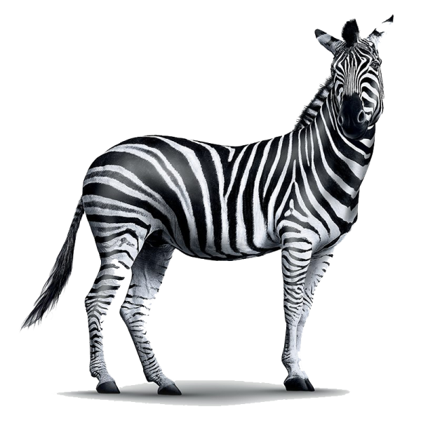 a zebra standing in front of a white background