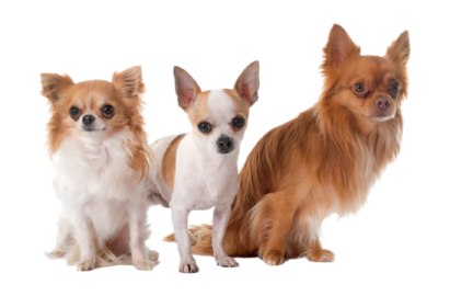 three small dogs sitting next to each other dogs