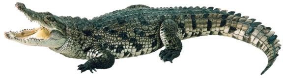 a large alligator with its mouth open