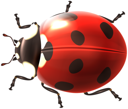a ladybug on a white background