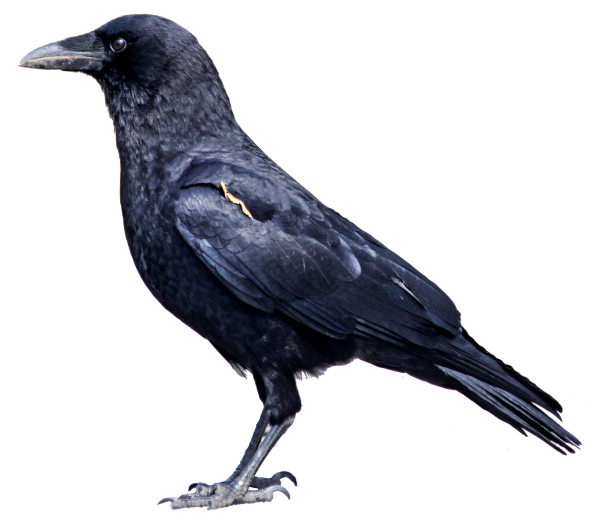 a black bird sitting on top of a white surface