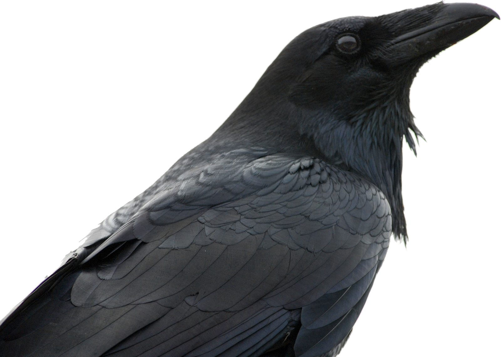 a black bird sitting on top of a wooden post