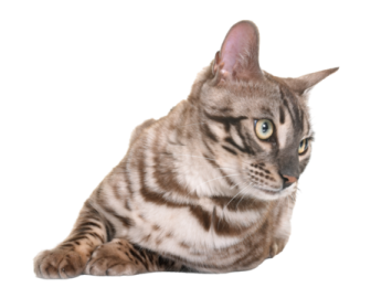 a cat that is laying down on the ground