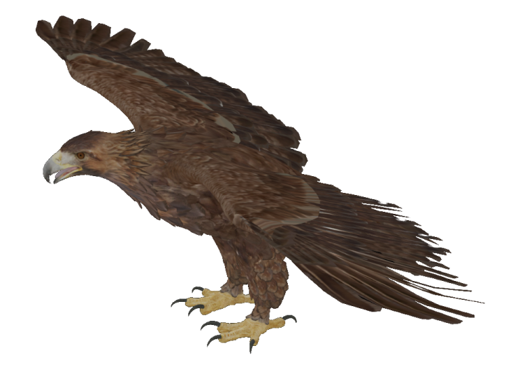 an eagle is flying in the air