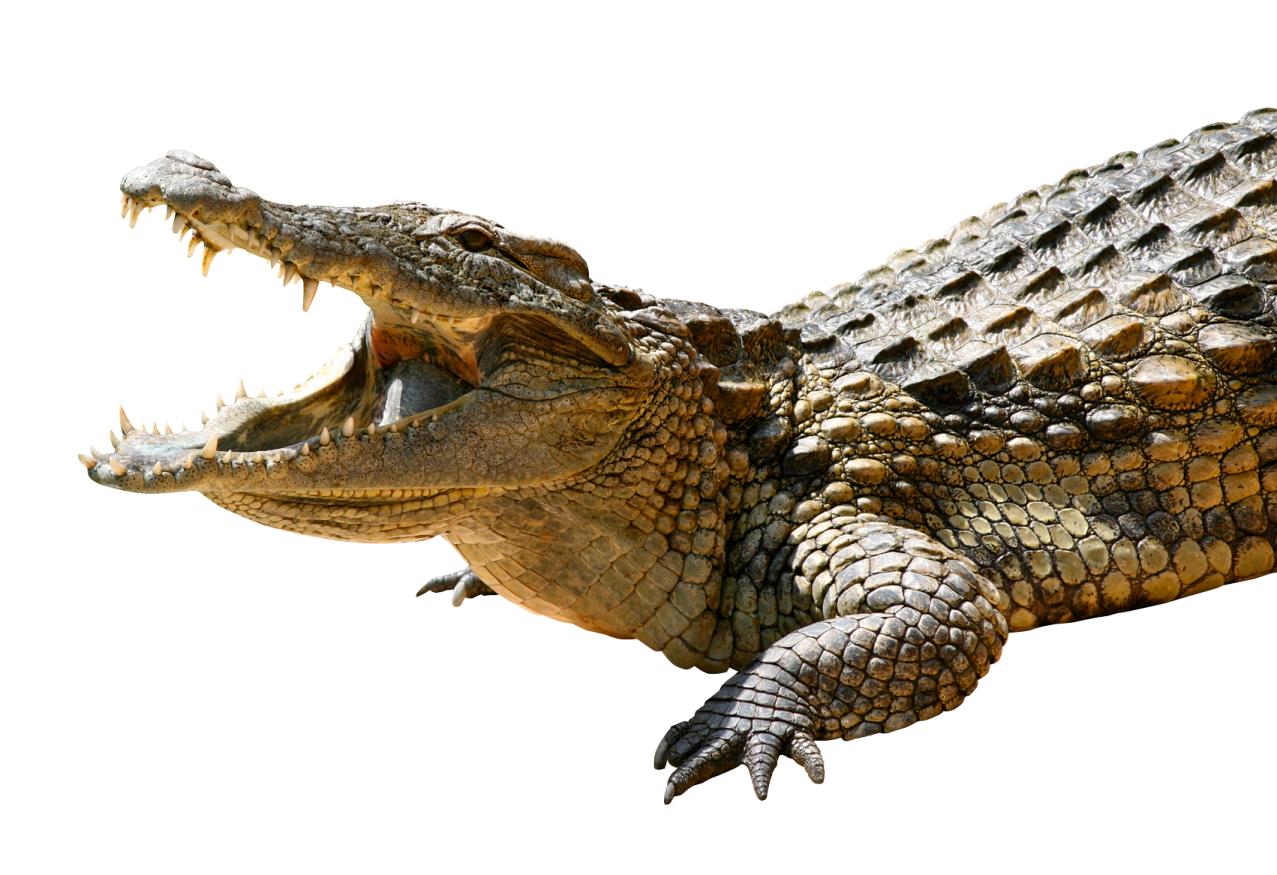 crocodile isolated on a white background