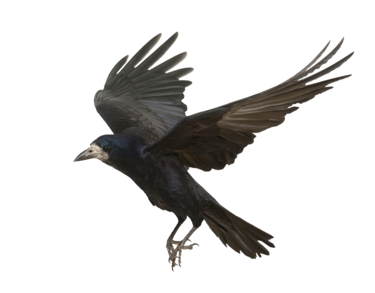 a bird that is flying in the air