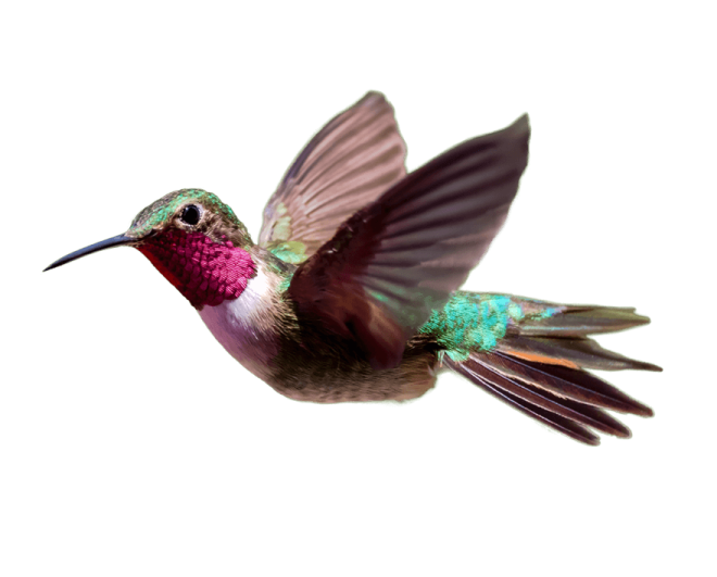 a humming bird flying in the air with its wings spread