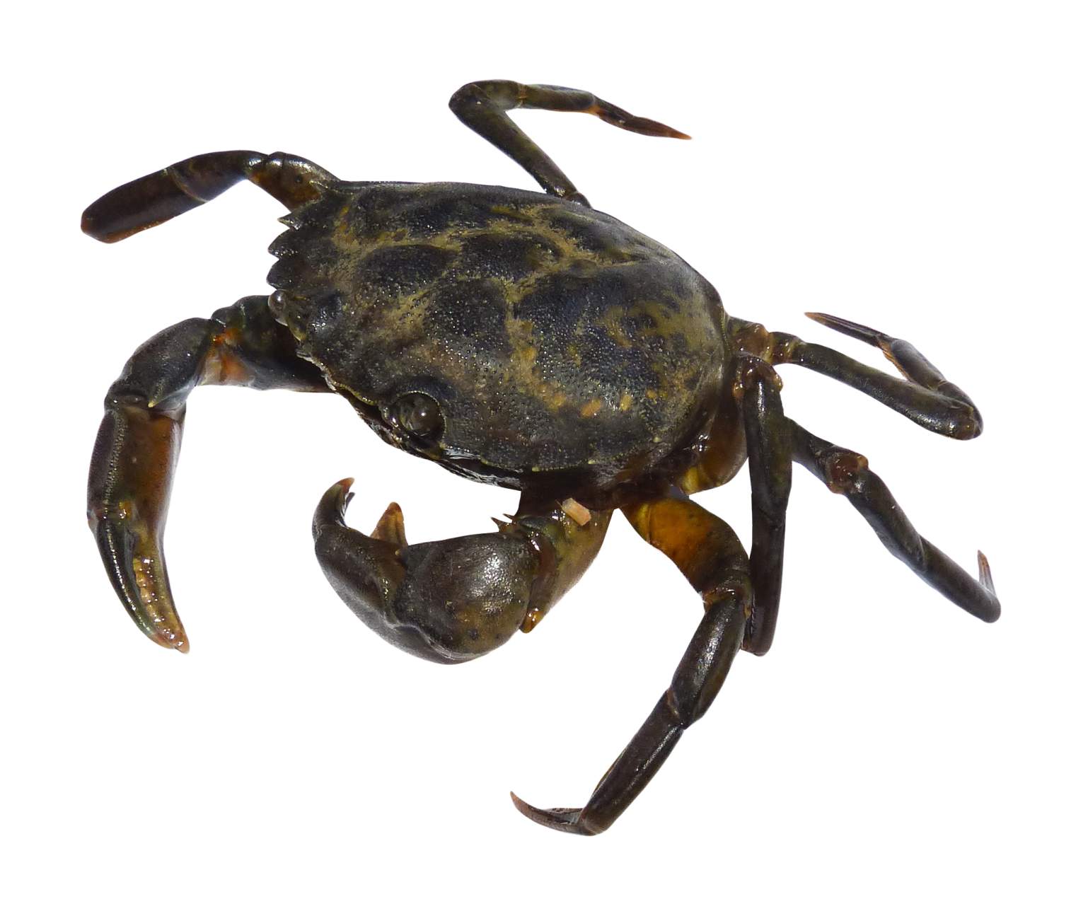 a large black crab on a white background