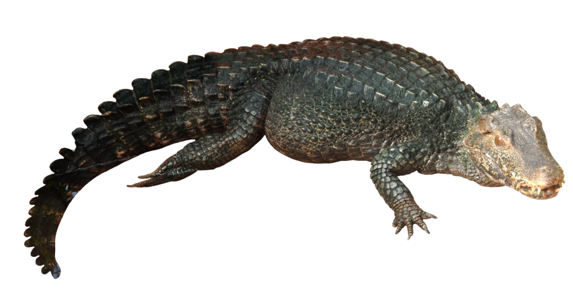 an alligator is laying down on the ground