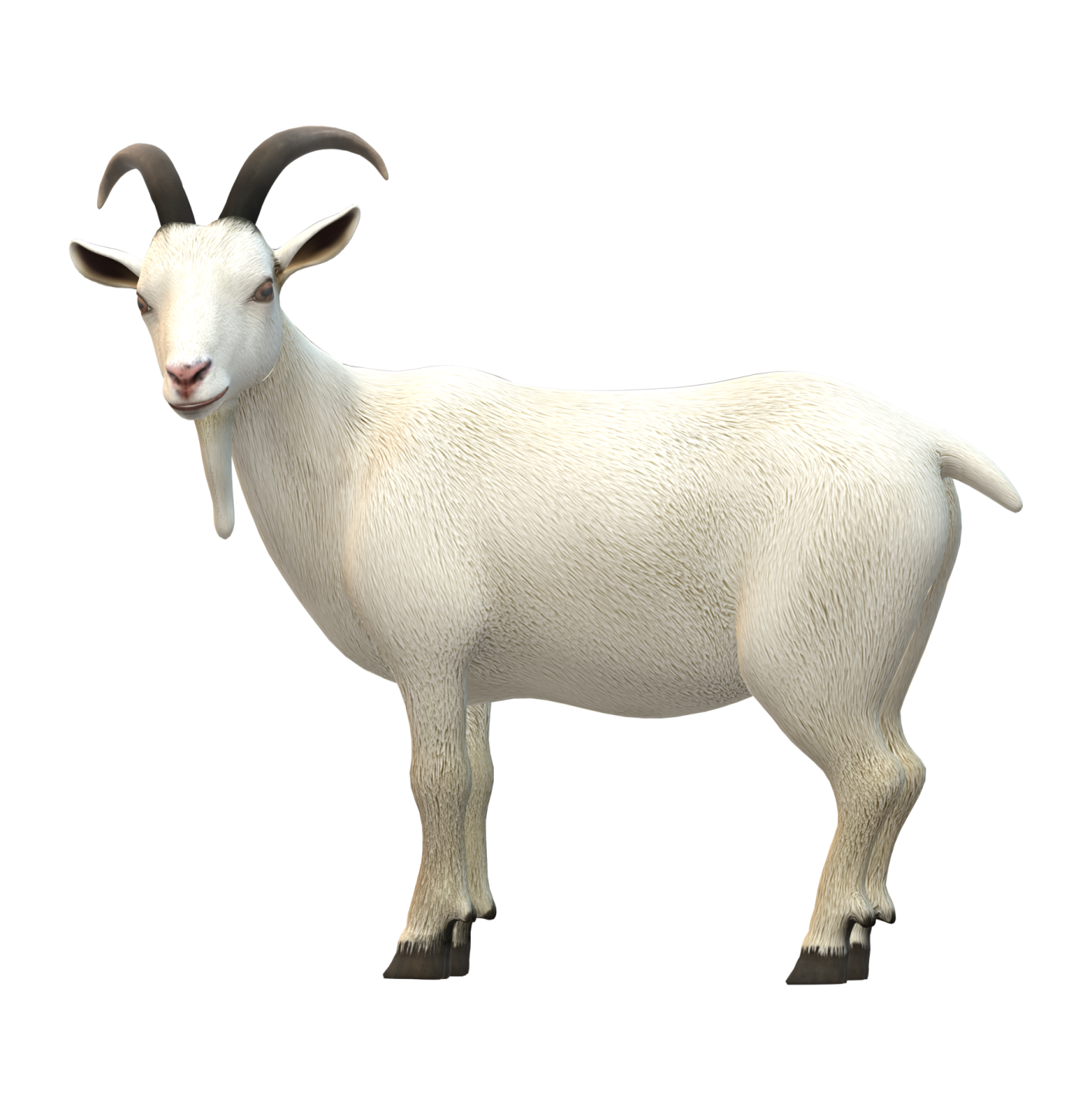 a goat is standing on a white surface