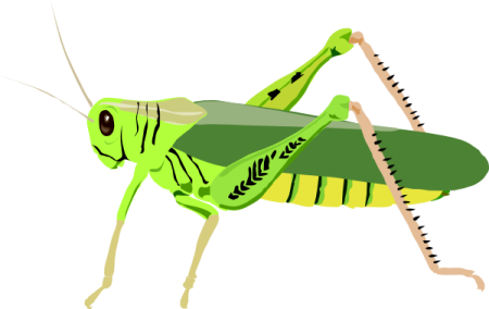 a green praying mantis on white background