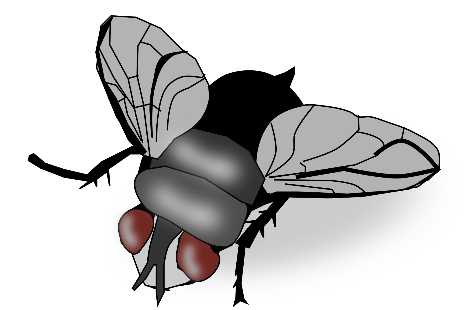 a black and white fly with red eyes