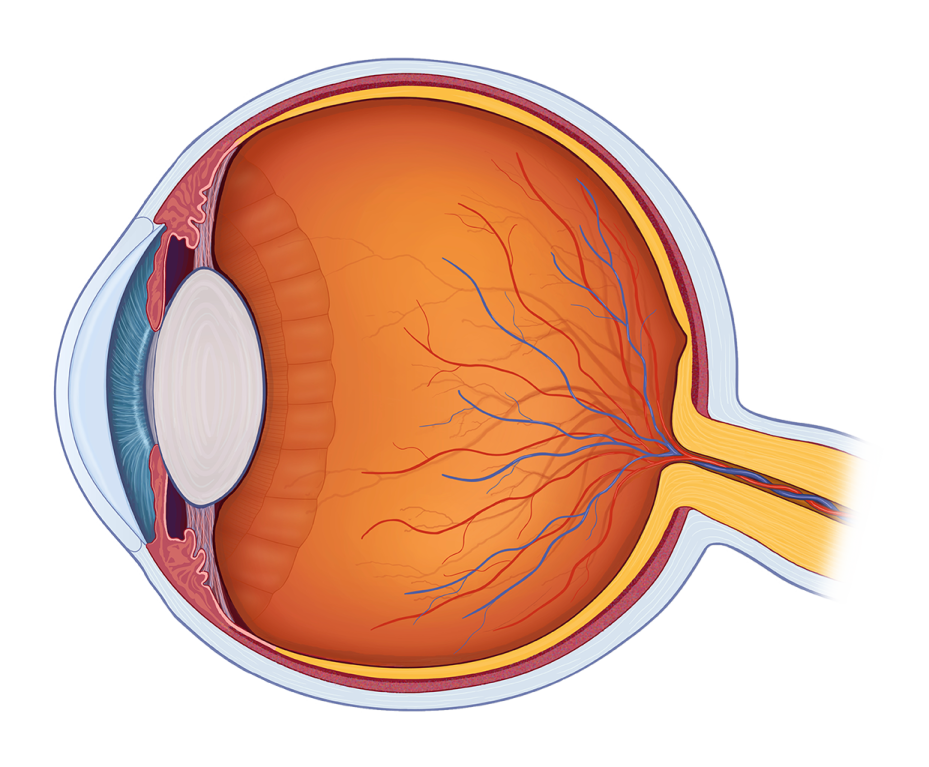 the anatomy of the eye