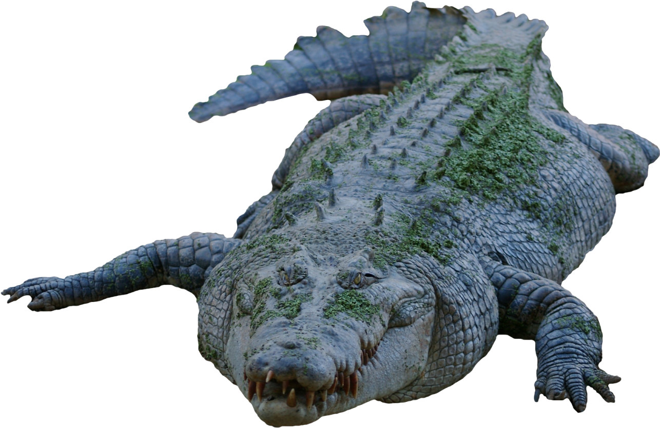 an alligator is laying down on the ground